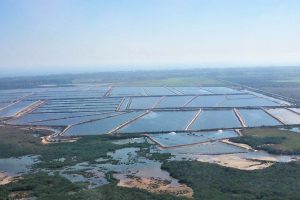 Functional feed additives reduce the carbon footprint of shrimp production