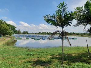 Aquafeed additive from Adisseo can reduce the impact of bacterial diseases for fish and shrimp