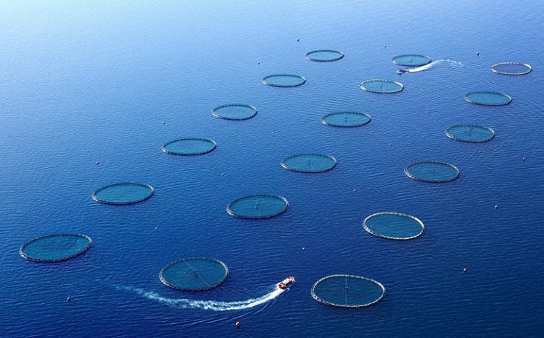 Featured image for BAP Spotlight Story: Kılıç Deniz