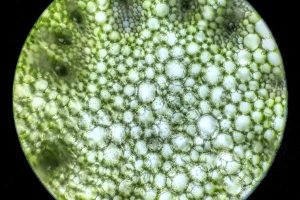 Industry-academia partnership to develop algae-based supplies of omega-3 fatty acids