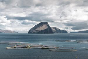 Veramaris boosts algae oil production by 61 percent while cutting emissions