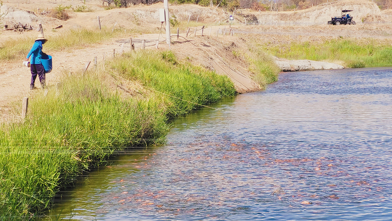 AI advancements in aquaculture