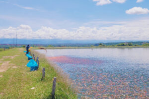 AI Advancements in Aquaculture: New Software Tools Meet Data Management Challenges