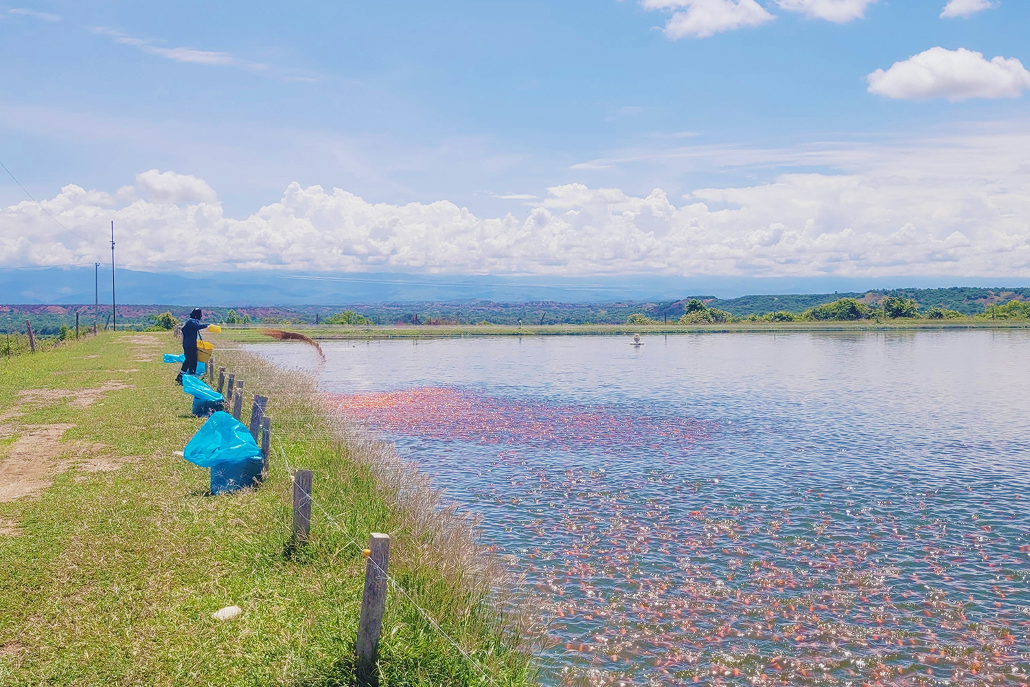 AI advancements in aquaculture
