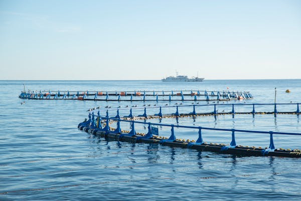Article image for Canada backs AI-enabled aquaculture technology project to grow $159B ocean economy