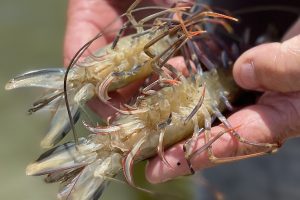 CSIRO-led research identifies genetic markers to support black tiger shrimp breeding