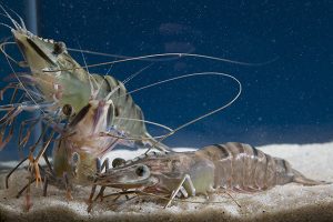 CSIRO to host 2026 international aquaculture nutrition conference in Darwin, Northern Territory, Australia