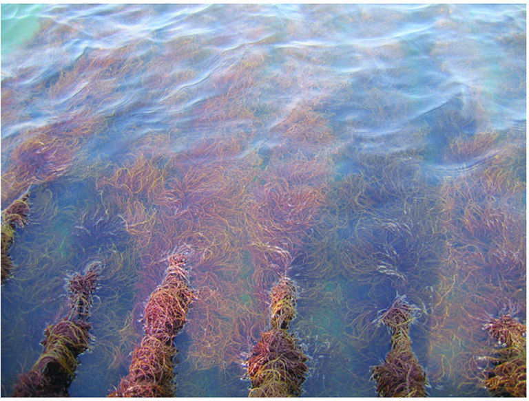 Featured image for The Current State of Seaweed: Part II