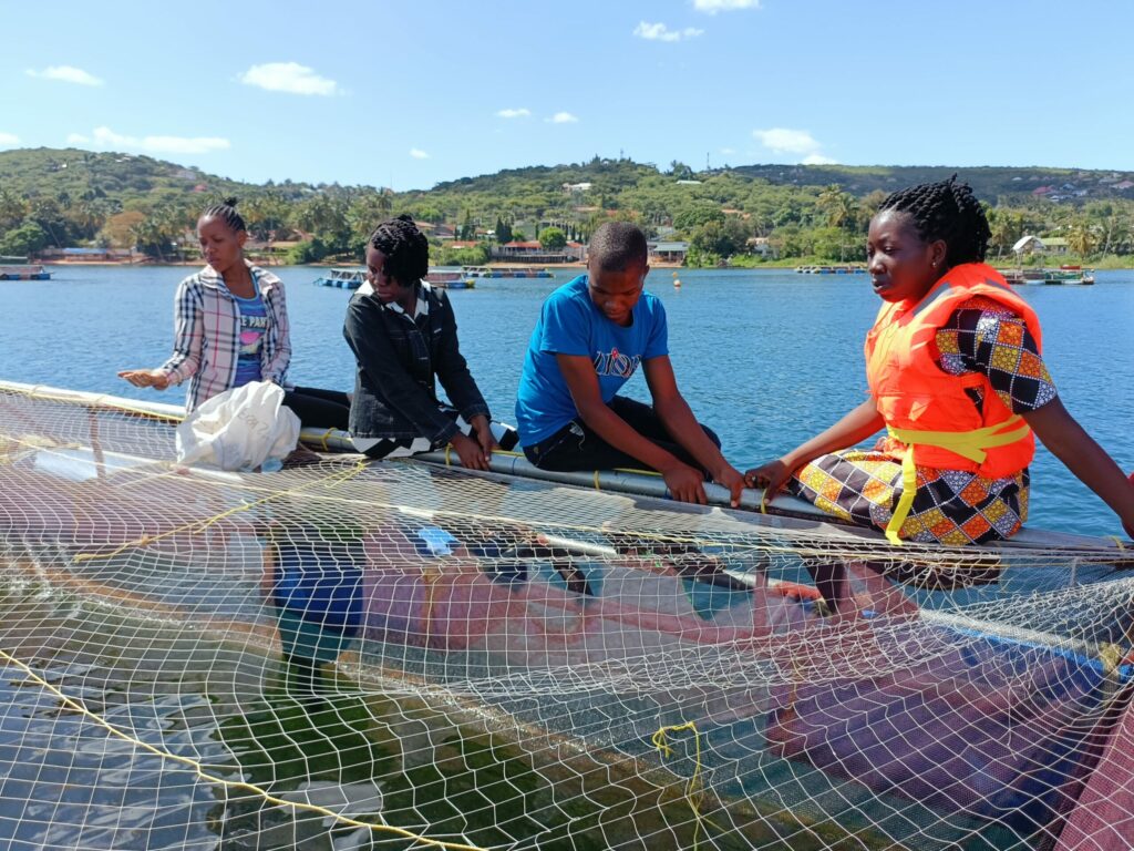 Article image for Improving fish welfare in African aquaculture: Ethical Seafood Research