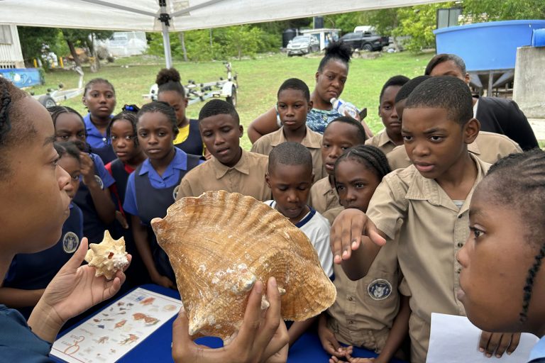 Article image for Responsible Seafood Innovation Award finalist: How FAU’s mobile hatcheries could save the Caribbean queen conch – one trailer at a time