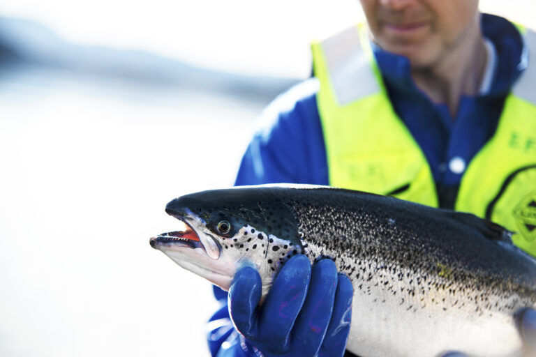 Article image for Las alternativas a la harina y el aceite de pescado ya existen, pero se necesita una mayor escala para lograr un impacto real