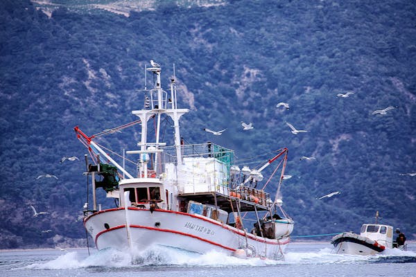 Article image for Report ties government subsidies to overfishing, urges stronger fisheries management