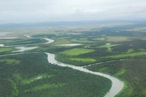 Study: Warming Arctic rivers threaten Chinook salmon and food security for Indigenous communities