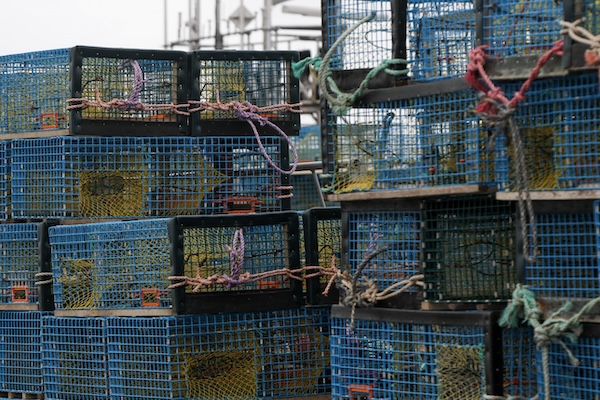 Article image for Nova Scotia establishes compliance unit to tackle illegal seafood activity