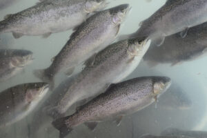 Study evaluates effects of dietary astaxanthin on farmed fish growth and feed utilization