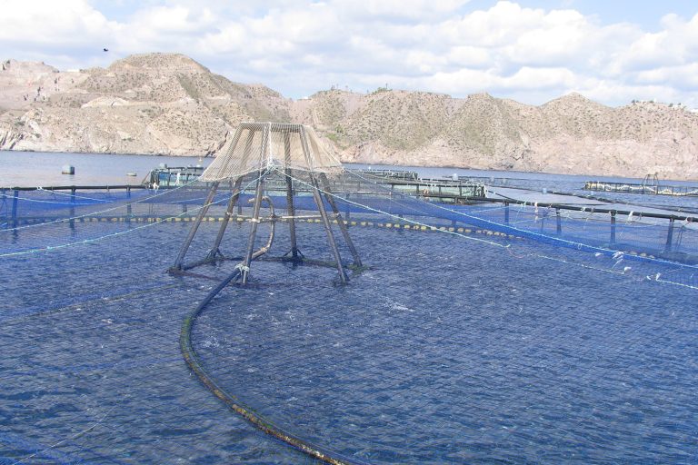 Article image for ¿Pueden los modelos proxy basados en SIG estimar la capacidad de producción acuícola?