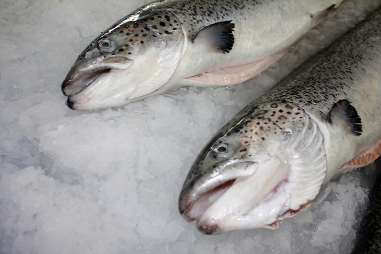 Featured image for The Forgotten Pillar: Four Facts About Seafood’s Food-Safety Record