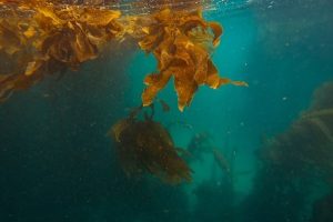 SeaForester secures funds to expand global kelp forest restoration efforts