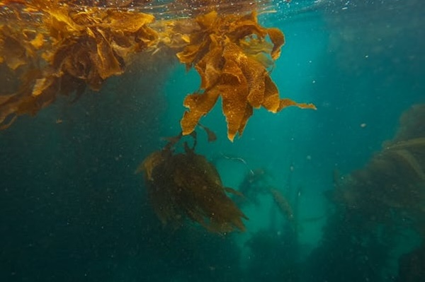 Article image for SeaForester secures funds to expand global kelp forest restoration efforts