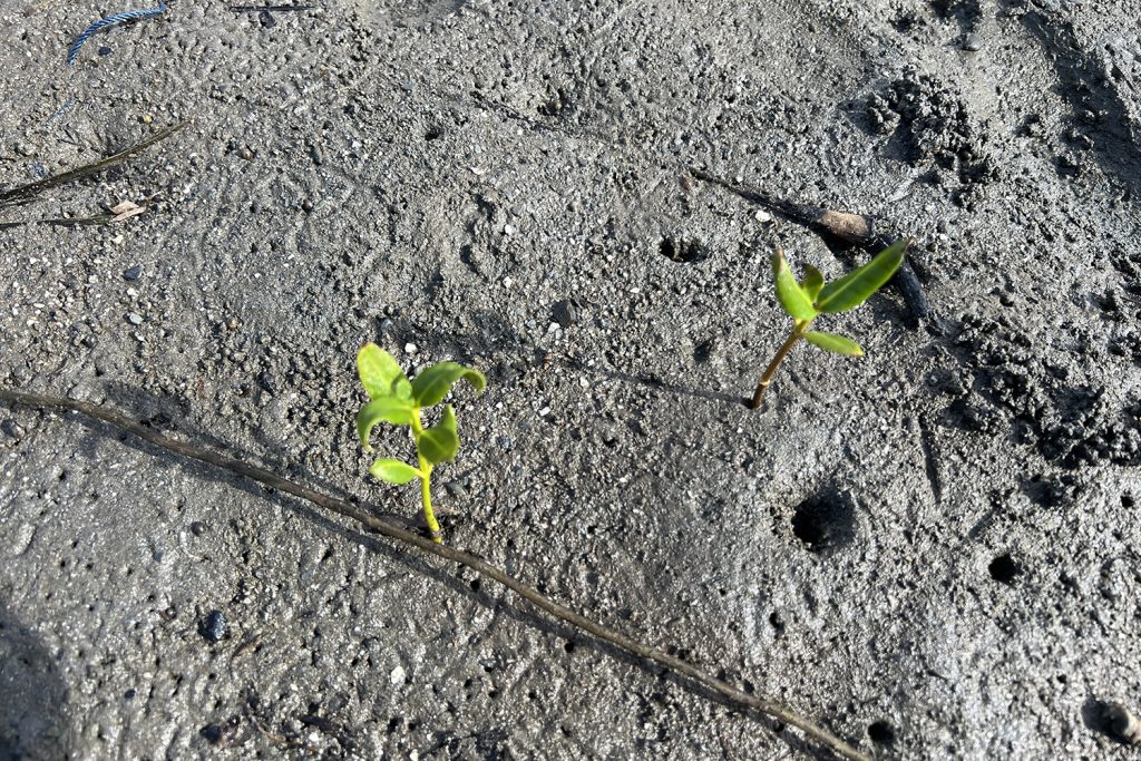 Article image for “Encontramos una manera de abordar estos desafíos”: Cómo los productores de camarón están rediseñando sus granjas para apoyar la restauración de manglares y la resiliencia costera