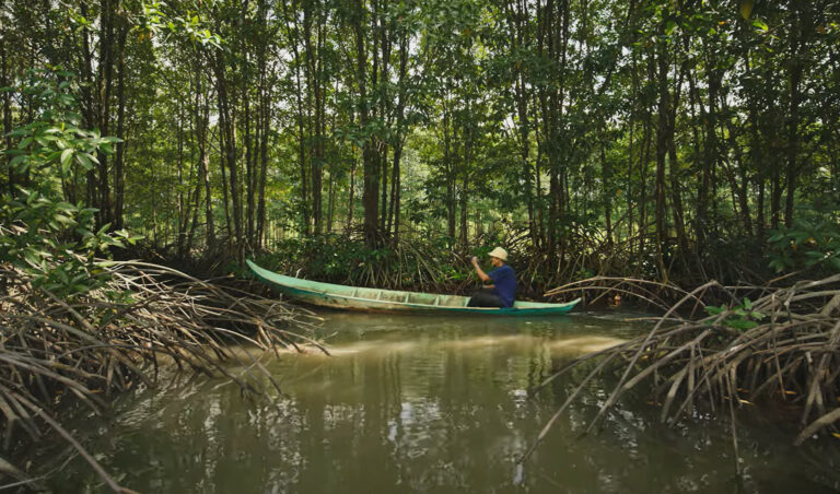 Featured image for BAP Spotlight Story: Mangrove Shrimp Farming in Vietnam with Minh Phu