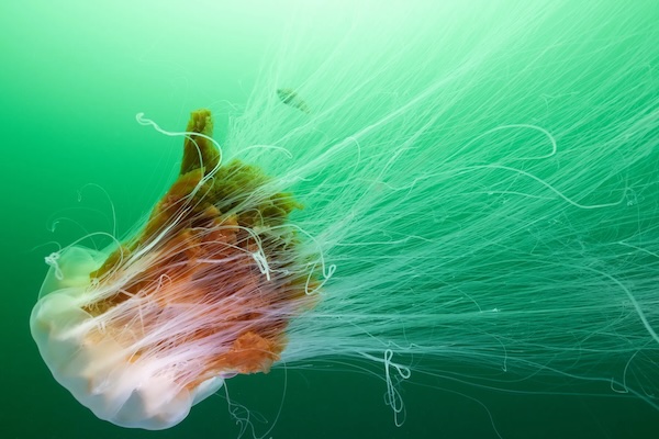 Article image for Survey reveals ‘stunning’ underwater images of marine life around salmon farm