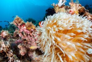 Philippines designates new MPA to protect marine life and support local communities