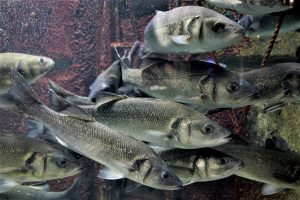 European aquaculture group calls for crackdown on misleading ‘seabass’ labels