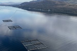 Did a mass salmon escape leave a genetic mark on Scotland’s wild fish? A study aims to find out.