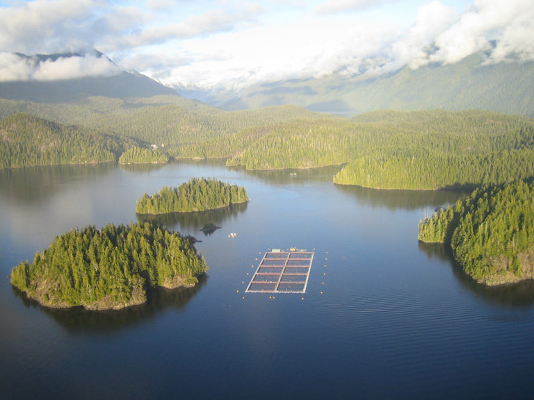 Article image for International review questions scientific basis for BC salmon farm ban