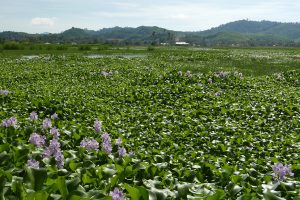 Plant species used in constructed wetlands for the bioremediation of aquaculture wastewater