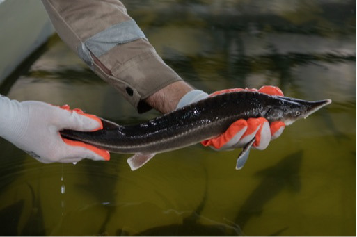 Featured image for Azerbaijan Fish Farm LLC Becomes World’s First BAP-Certified Sturgeon Farm
