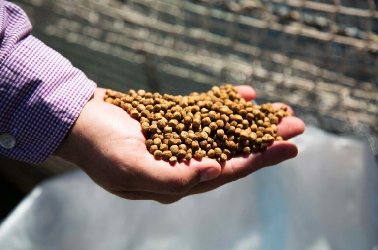 Featured image for From Our Expert Network: The Future of the BAP Feed Mill Standard