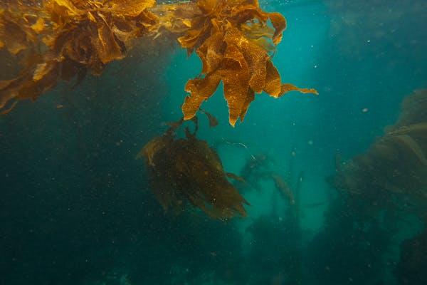 Article image for Scientists call for global conservation of wild seaweed at UN ocean summit