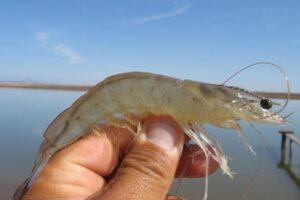 Revolutionizing pondside molecular diagnostic testing for aquaculture diseases with SeekIt™