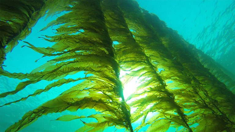 Featured image for Public Input Sought for New Best Aquaculture Practices Seaweed Farm Standard