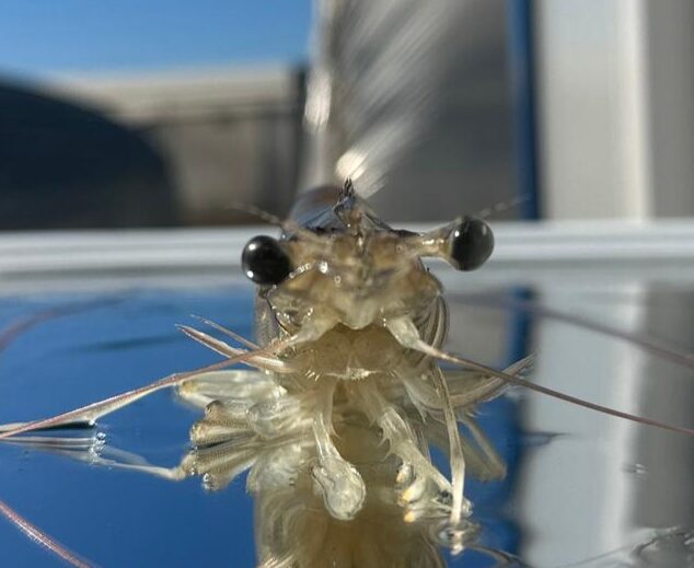 Featured image for GSA Survey Explores the Prevalence of Shrimp Eyestalk Ablation and Challenges to Adopting Alternative Practices