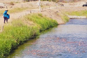 How Real-Time Monitoring Transforms Feed Efficiency in Precision Aquaculture