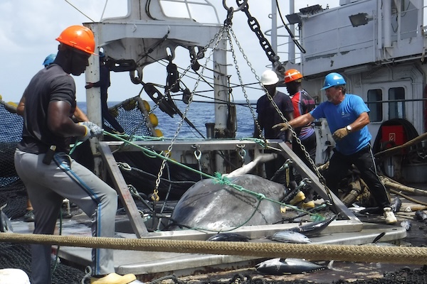 Article image for Bycatch release tools help boost crew safety and sustainability in tuna fisheries