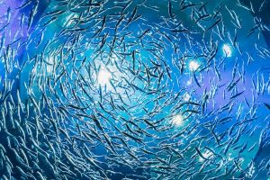 Minderoo Foundation pledges to support ocean health and the blue economy