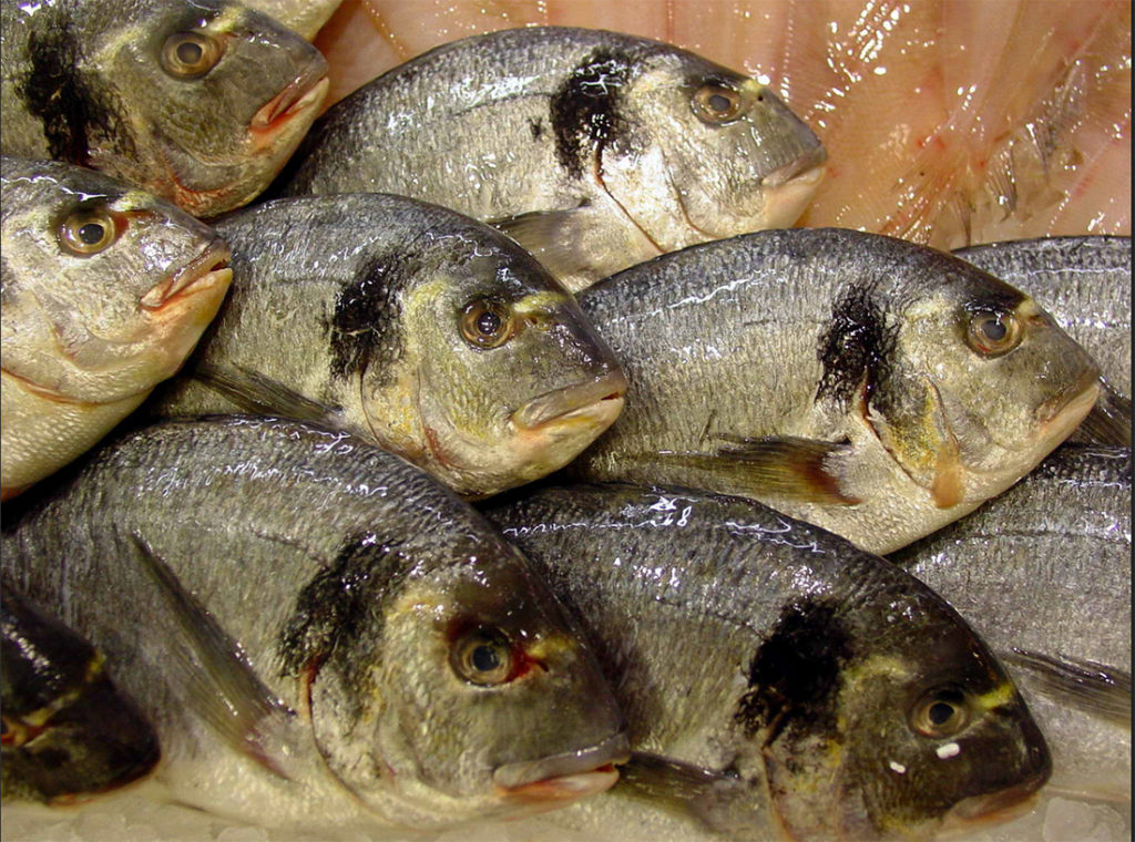 Article image for Combined effects of nutritional, biochemical, environmental stimuli on gilthead sea bream