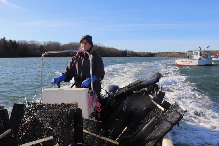 Featured image for Maine Aquaculture Association Takes Helm of State’s Burgeoning Industry