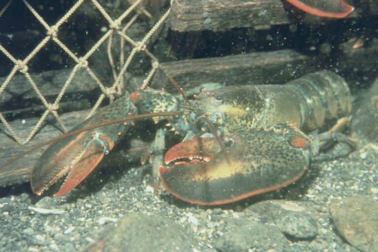 Article image for The relationship between American lobster landings and sea surface temperatures in Prince Edward Island, Canada