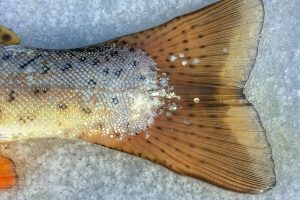 Deep learning model being trained to identify escaped farmed salmon