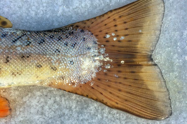 wild vs. farmed salmon