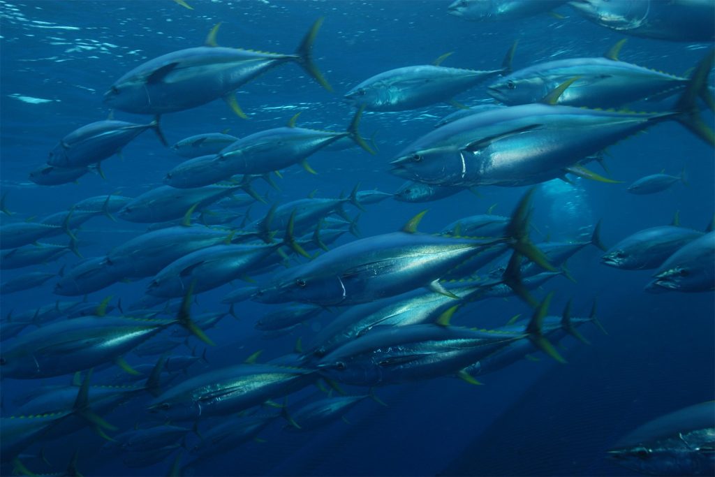 Article image for A deep learning model for short- and medium-term predictions of spatiotemporal distribution of marine fishing effort