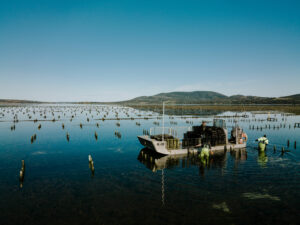 Yumbah Aquaculture oyster farm in Australia