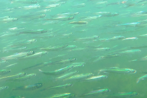 Spatiotemporal dynamics of Peruvian anchovy spawning in northern Chile