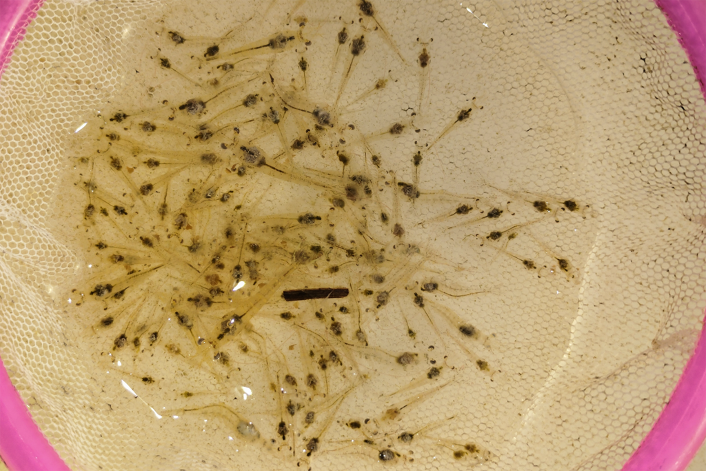 Article image for Aditivos alimentarios antioxidantes y antimicrobianos eficaces para juveniles de camarón blanco del Pacífico cultivados en alta densidad