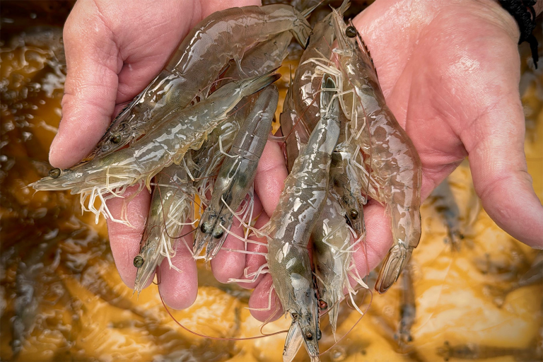 Article image for How aeration intensity, water quality, nutrient cycling and microbial community structure of biofloc system impacts Pacific white shrimp
